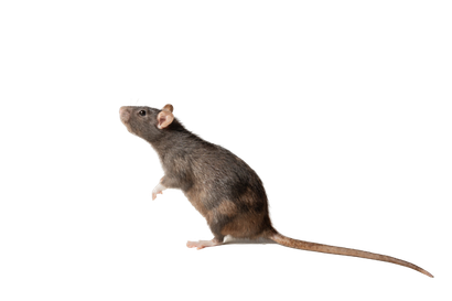 Rat - Lilburn, GA - Angry Ant Pest Solutions
