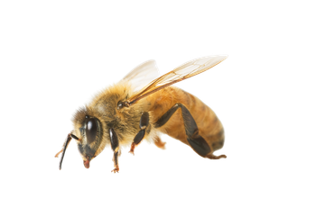 Bee - Lilburn, GA - Angry Ant Pest Solutions