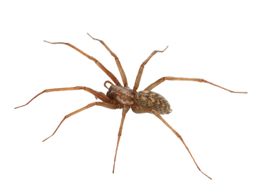 Spiders - Lilburn, GA - Angry Ant Pest Solutions