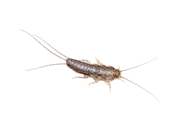 Silverfish - Lilburn, GA - Angry Ant Pest Solutions