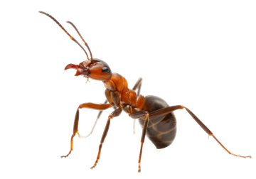 Ants - Lilburn, GA - Angry Ant Pest Solutions