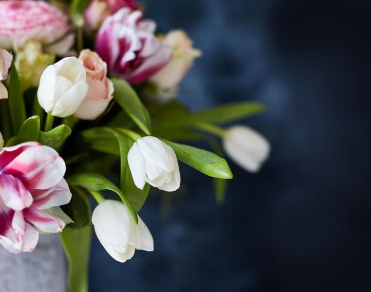 Pink and white tulips on a dark blue background