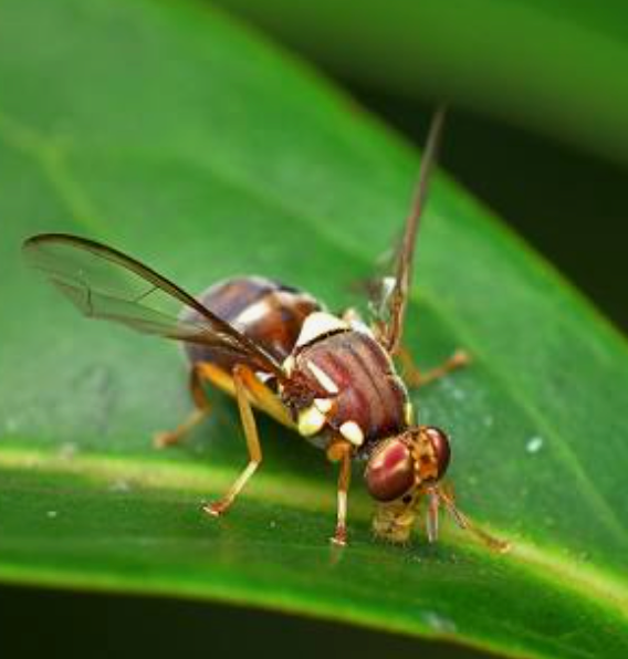 Close-up of a brown-and-yellow fly perched on a green leaf.
