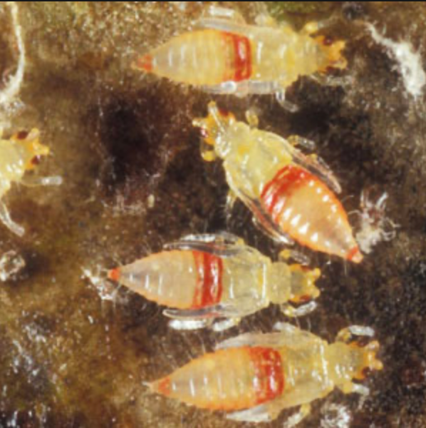 Several small orange-and-cream insects clustered on a mottled brown surface