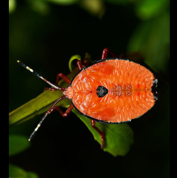 Orange shield bug on a green leaf against a dark background