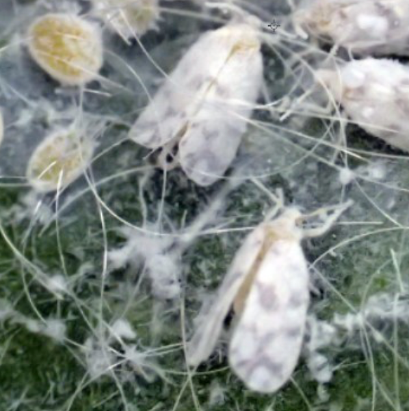 Whiteflies clustered on a green leaf
