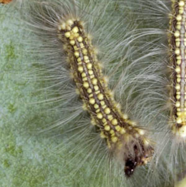 Close-up of fuzzy yellow-and-black caterpillars on a gray-green leaf.