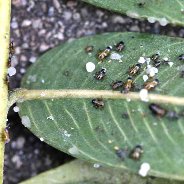 Close-up of green leaf with small black insects and white eggs on its surface