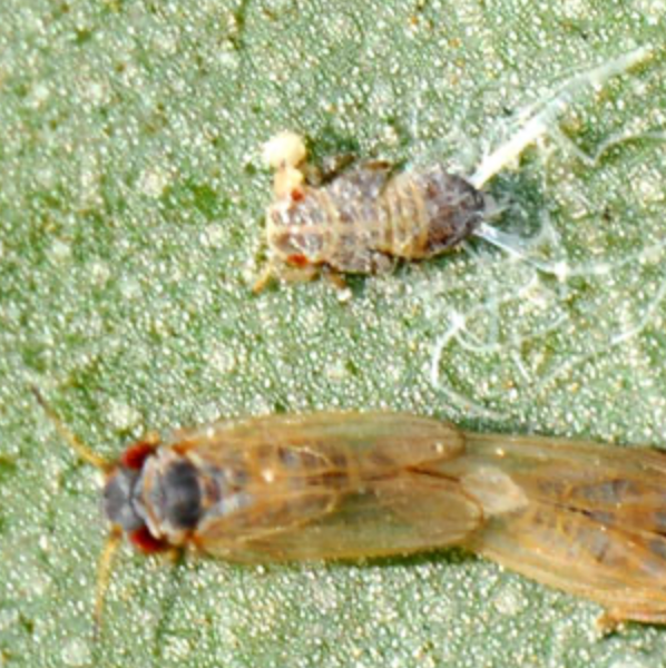 Two small insects on a green leaf, one blurred at bottom and one tiny mottled insect near top center