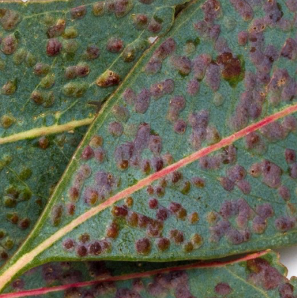 Close-up of green leaves with many small reddish-brown spots and pink veins.