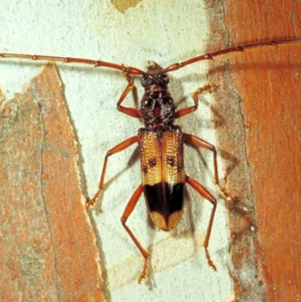 Close-up of a longhorn beetle with orange and black markings on a tree trunk