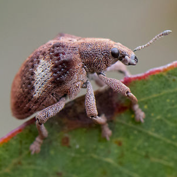 Close-up of a brown beetle perched on a green leaf edge.