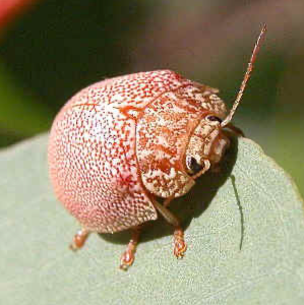 Small red-and-white spotted beetle on a green leaf, close-up.