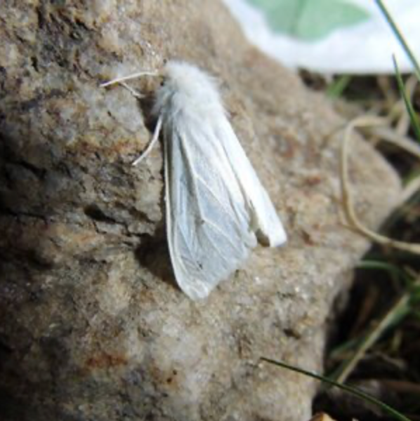 White moth resting on a rock outdoors