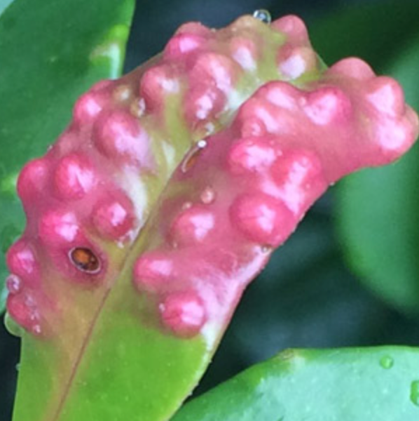 Pink, bumpy plant growth on a green leaf against a blurred green background