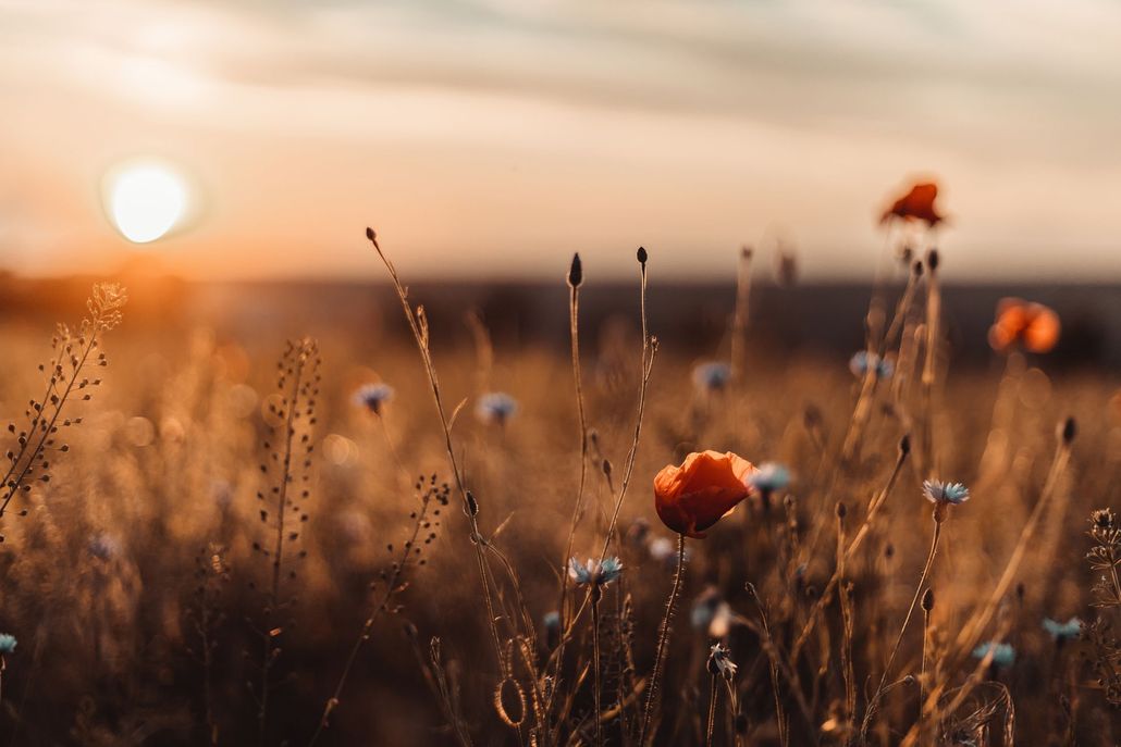 Sunset over a dry wildflower field with orange blooms and tall grasses in warm light Sunset over a dry wildflower field with orange blooms and tall grasses in warm light
