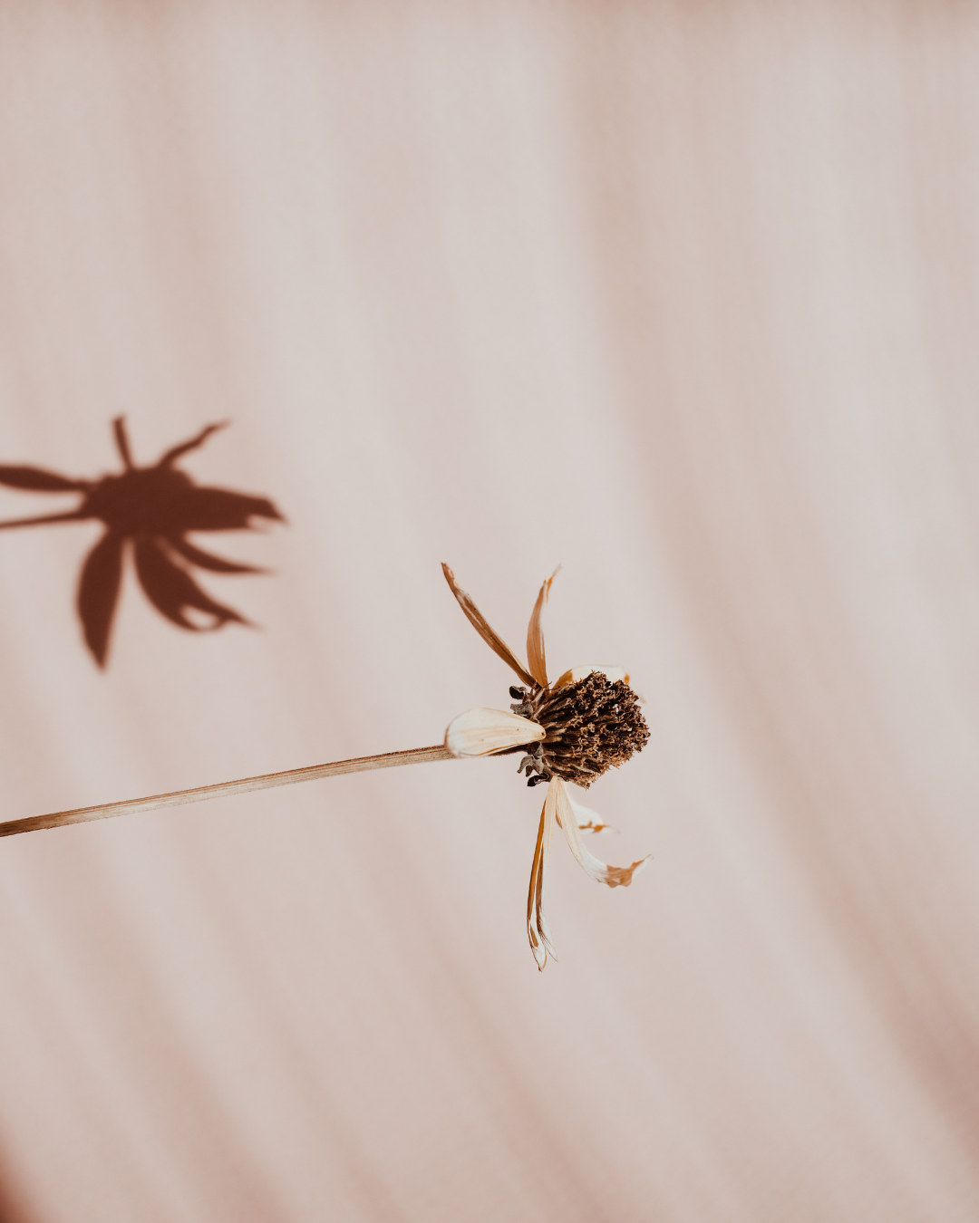 Dry seed head on a thin stem with a soft shadow on a pale beige background.