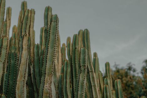 Tall green cactus columns against a gray sky, with blurred trees in the background