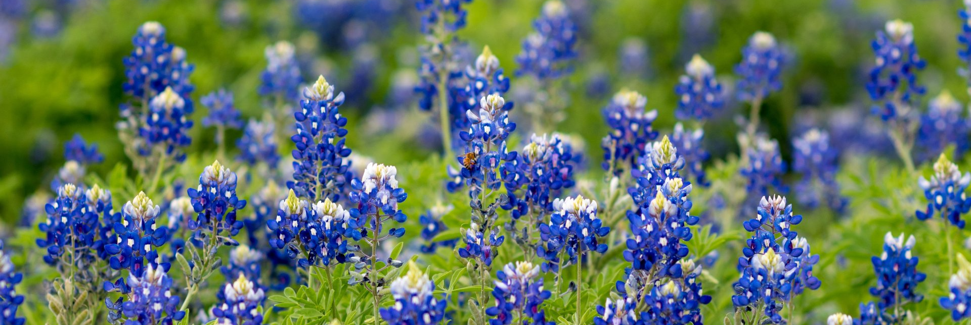 A field of blue flowers with a butterfly.