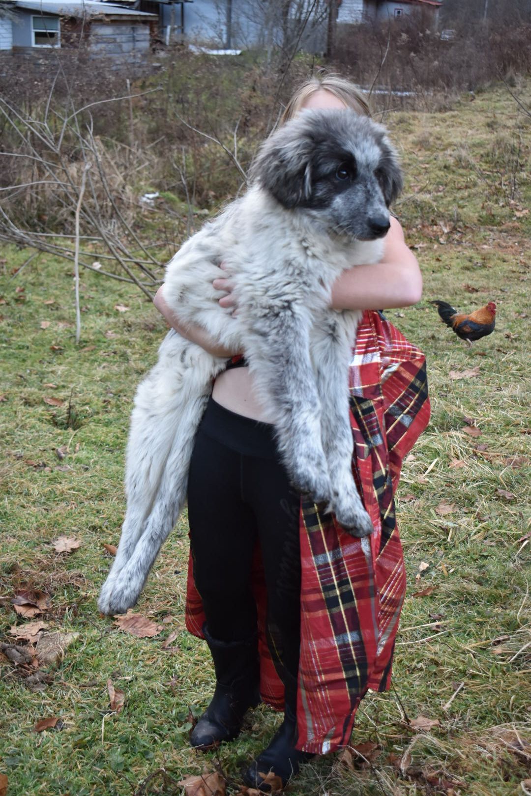 Bonnies 2nd litter