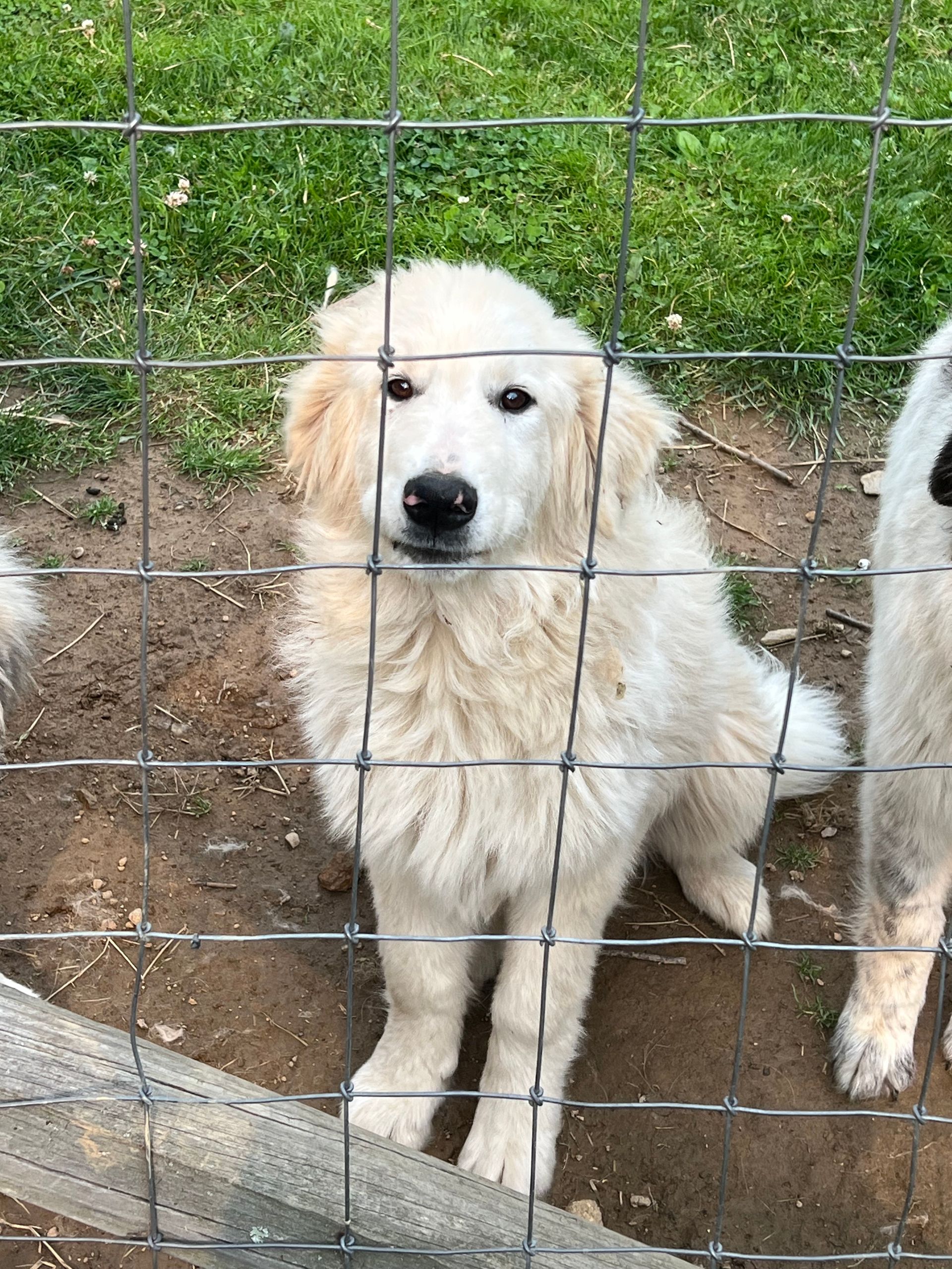 First litter