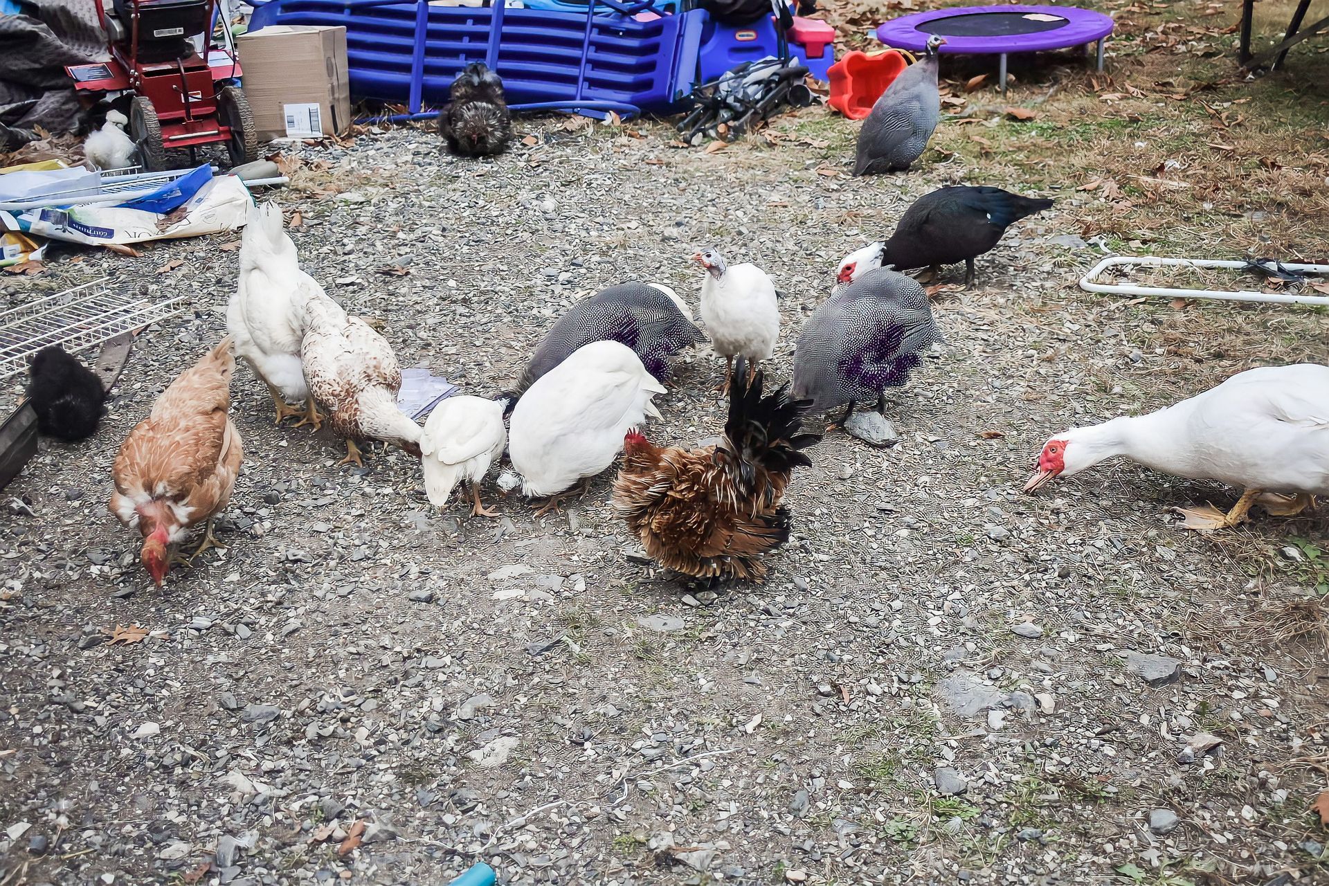 Available Birds