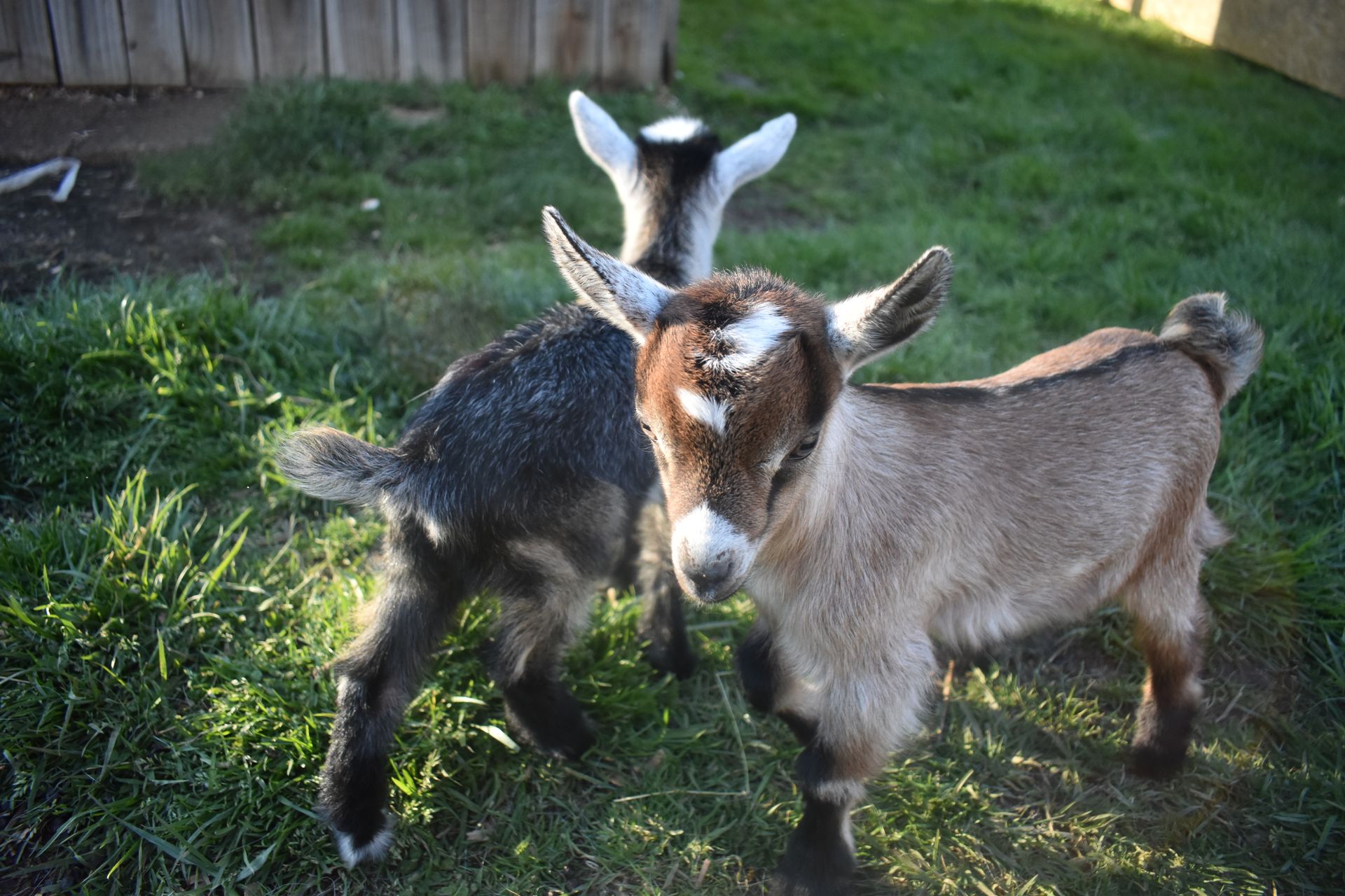 Available Goats