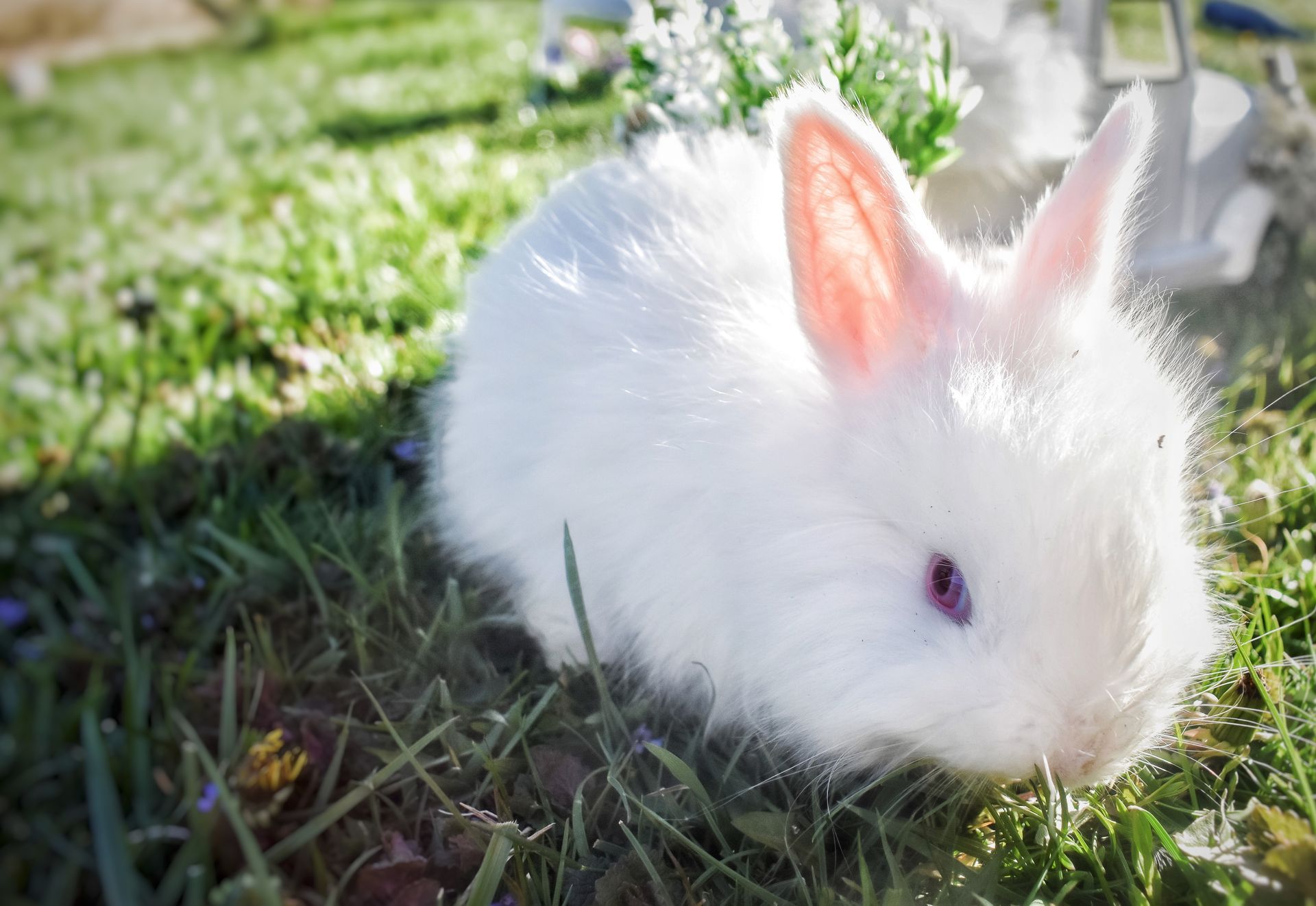 Snow White