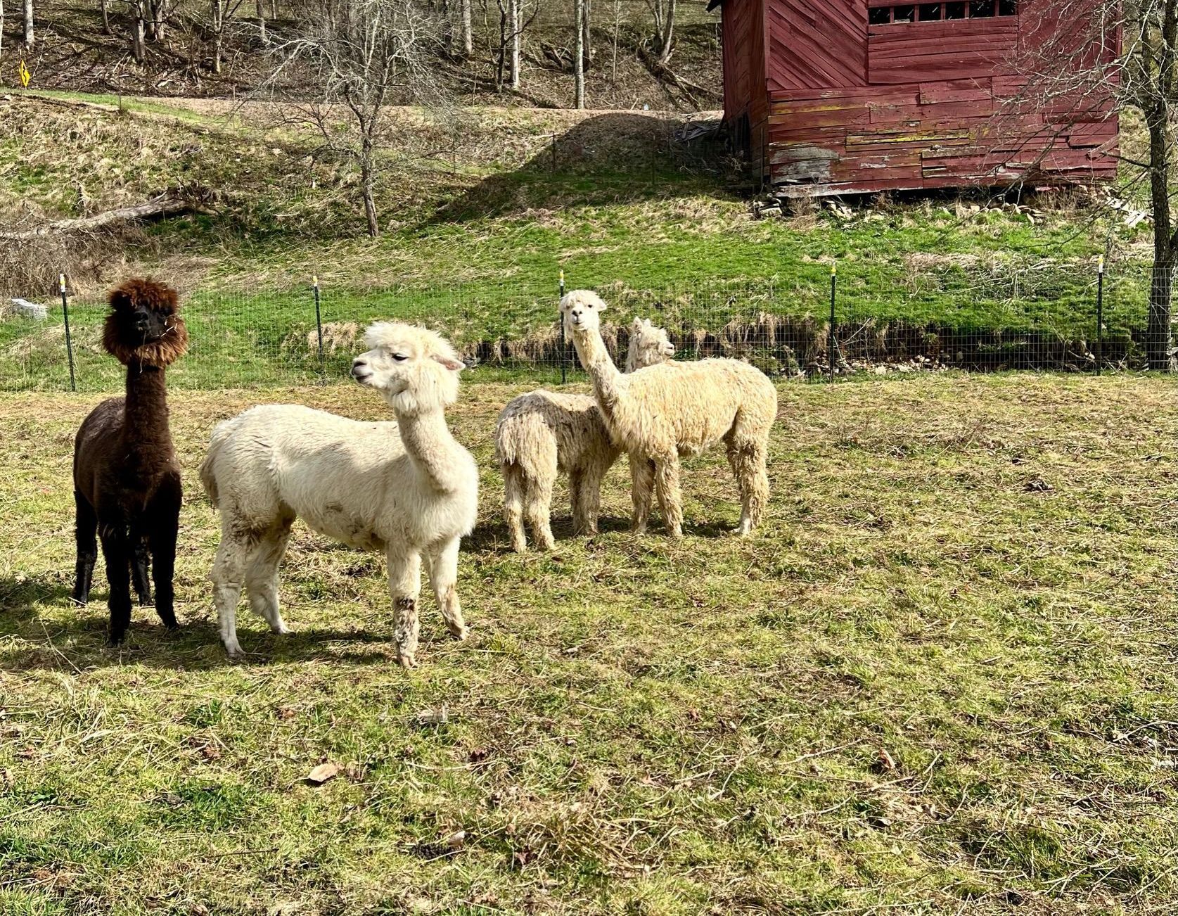 Available Alpacas