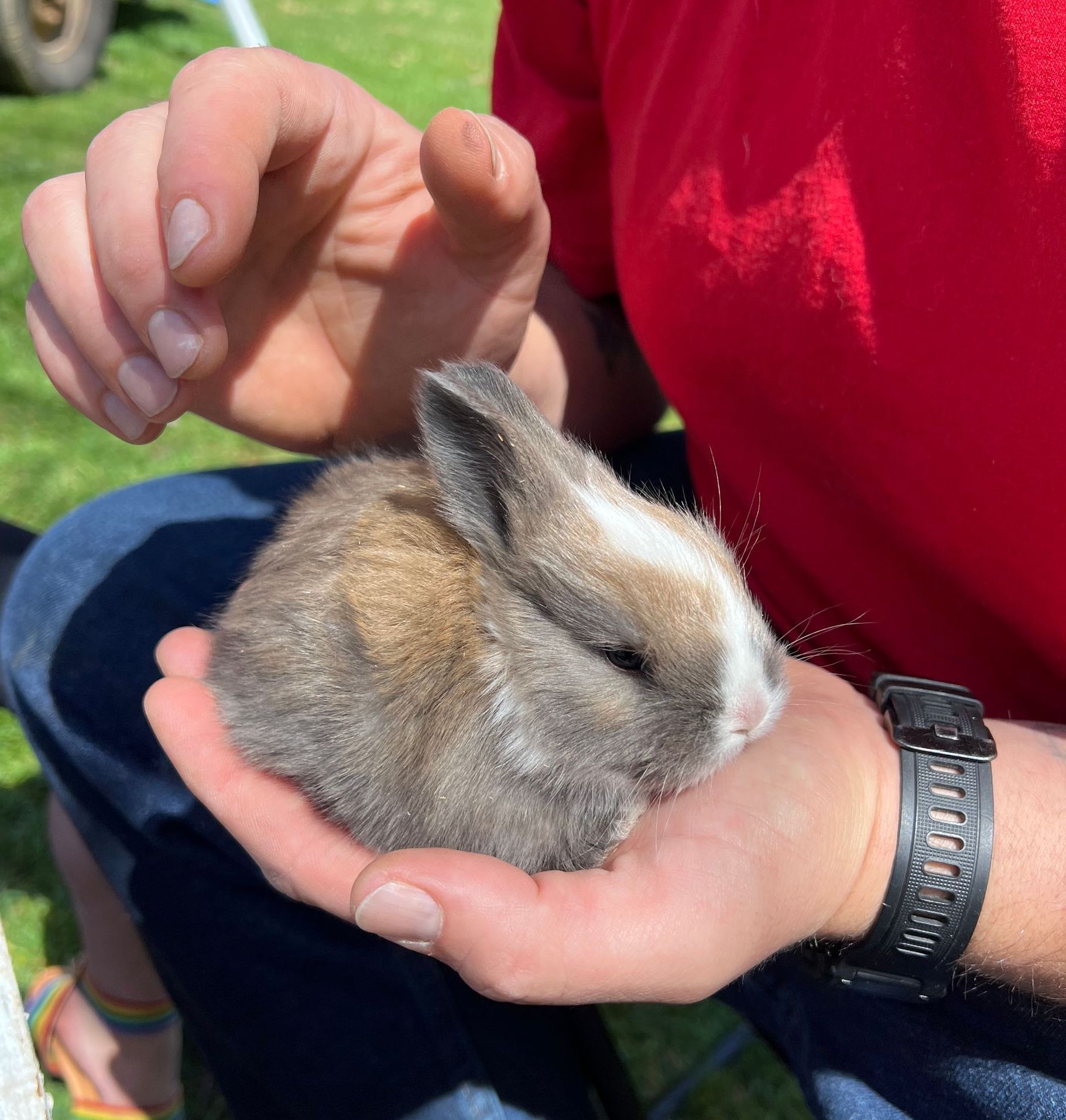 Available Rabbits