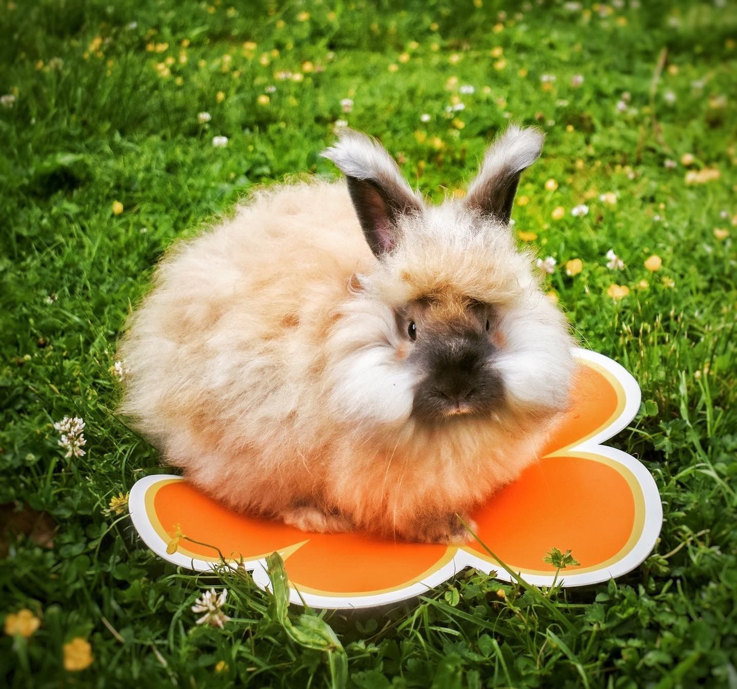 Little Ralphie