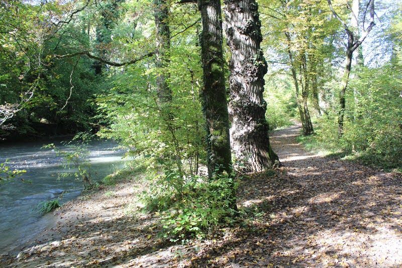 Sentier boisé en bord de rivière, où la lumière du soleil filtre à travers les arbres verdoyants, avec un ruisseau peu profond sur la gauche.