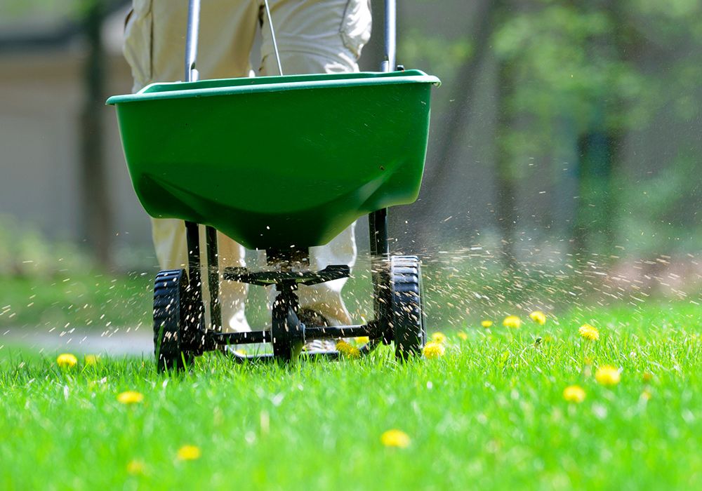 Person spreading fertilizer on a green lawn with a push spreader; some yellow dandelions are present.