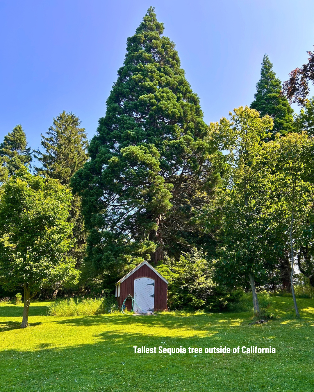 Tallest Tree in Michigan 