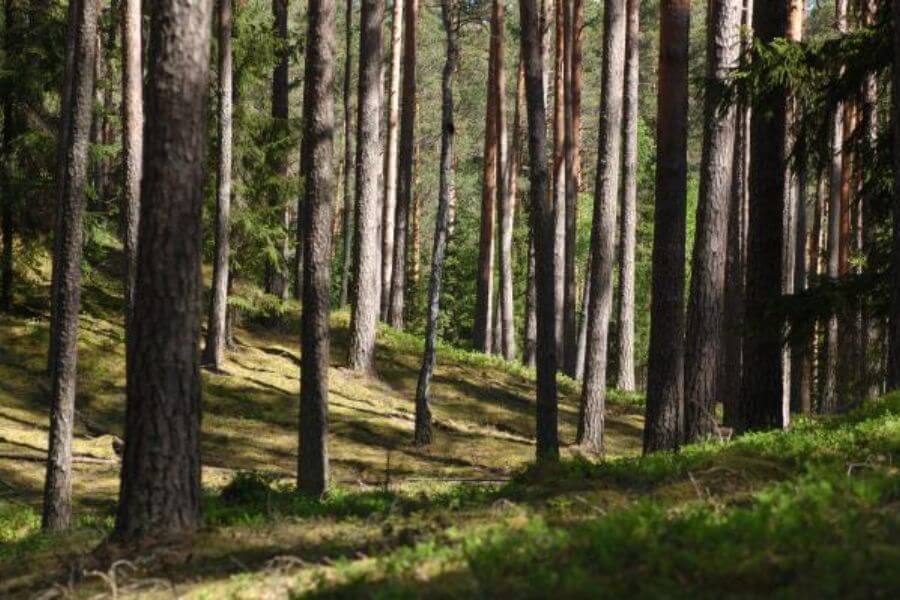 Surveying of boundaries and boundary restoration works for Latvian State Forests | Latvijasmernieks.lv