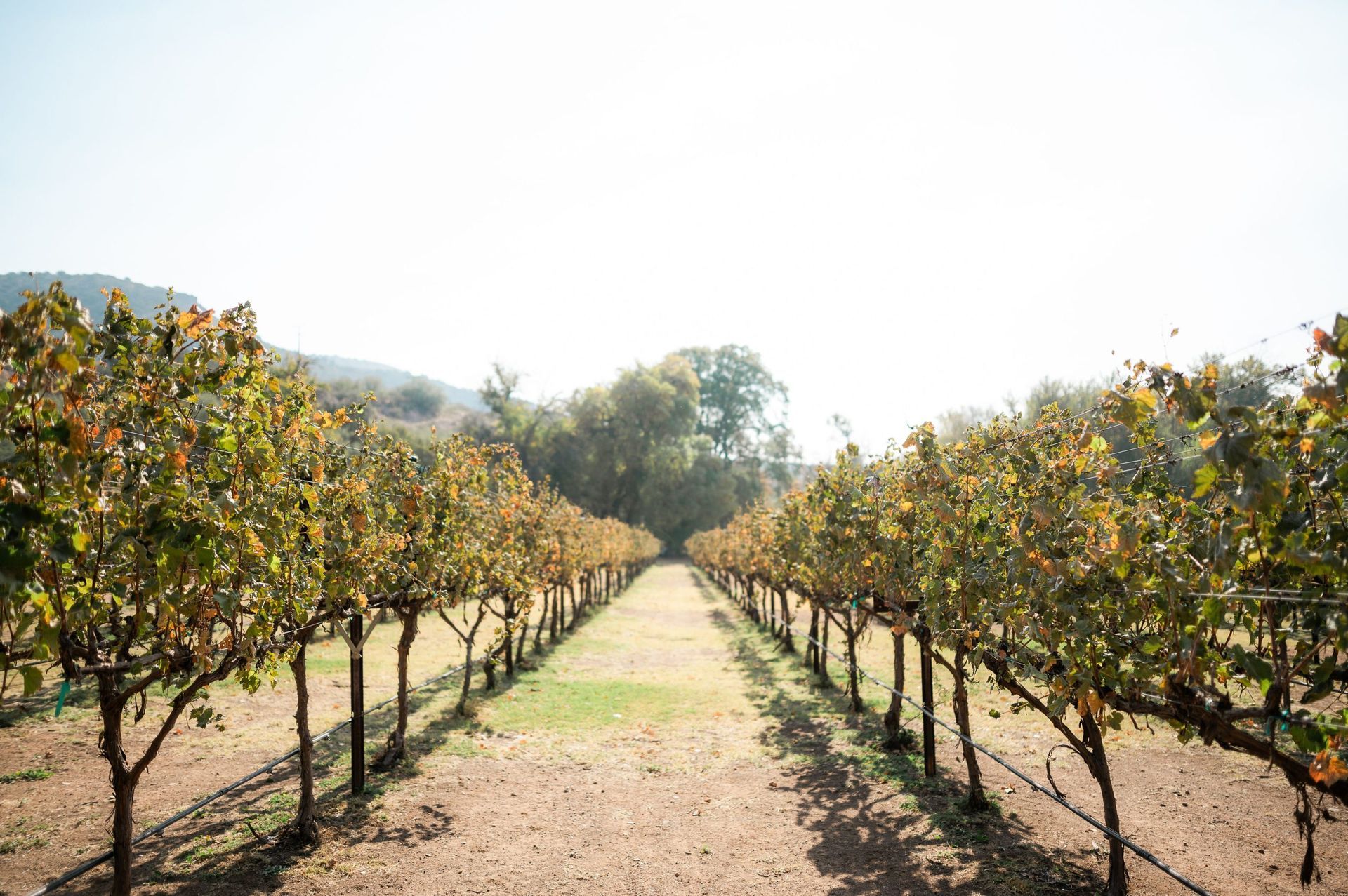 Vineyard rows in autumn, trees with yellow and green leaves, brown ground, bright sky.