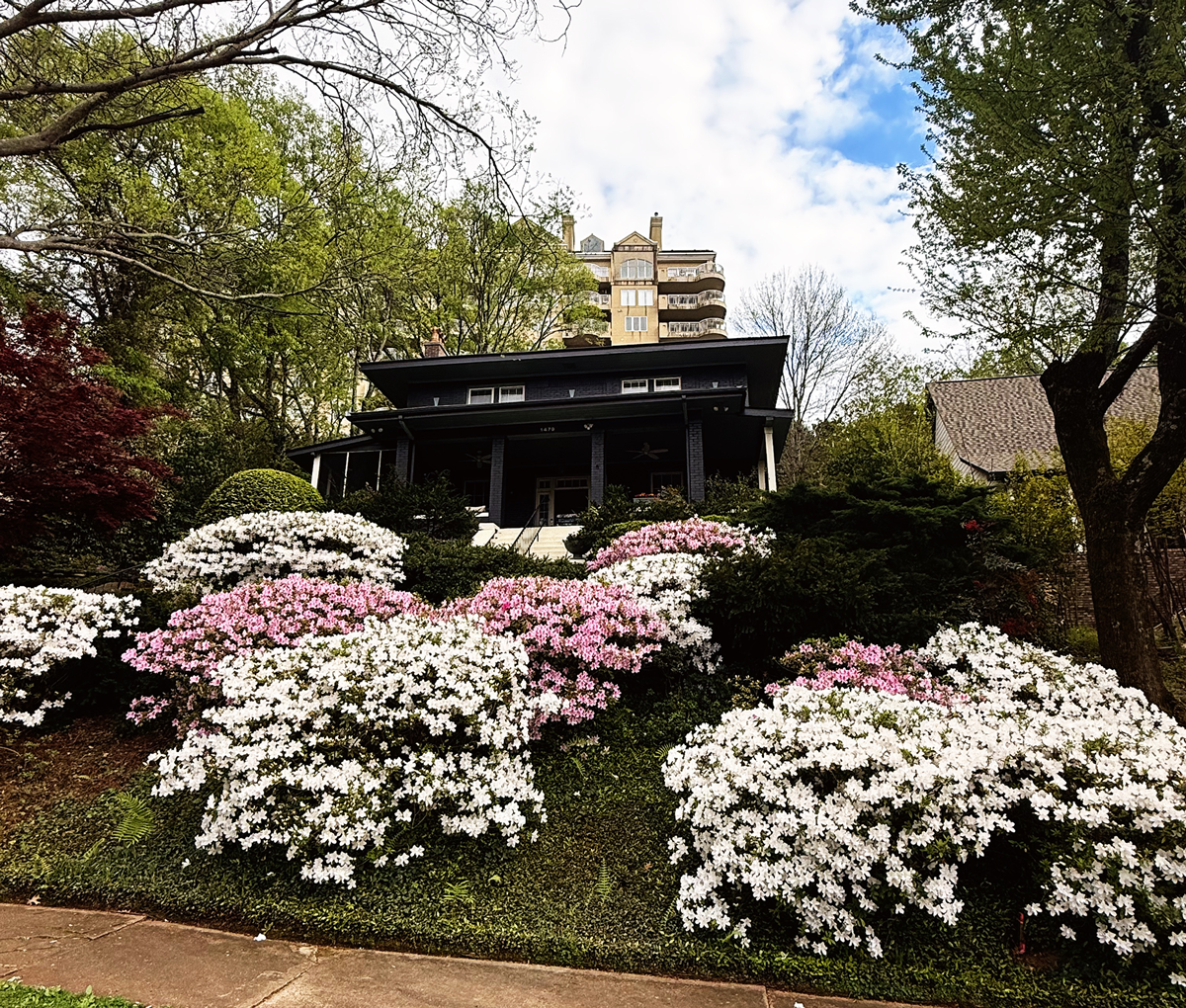 Flowering shrubs lining a garden path in front of a dark house, with tall trees and a city building behind.