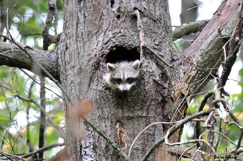 heinz refuge racoon