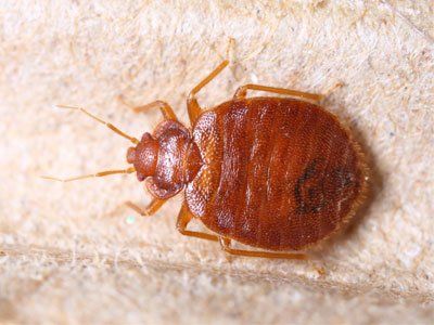 A bed bug is sitting on a piece of paper.