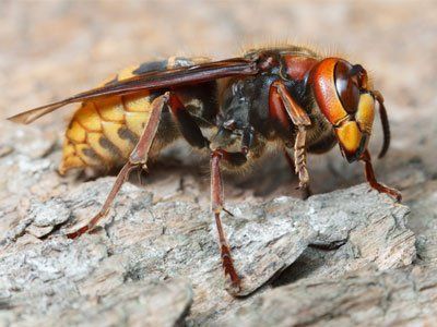 A hornet is sitting on a piece of wood.