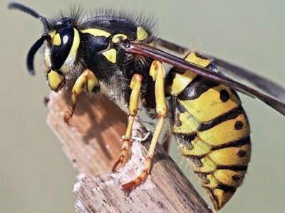 A wasp is sitting on a piece of wood.