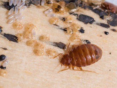 A bed bug is crawling on a piece of paper next to eggs.
