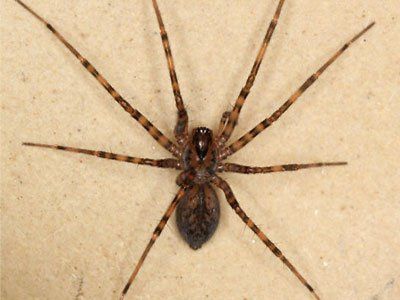 A close up of a spider on a piece of paper