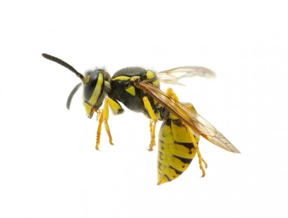 A close up of a wasp on a white background