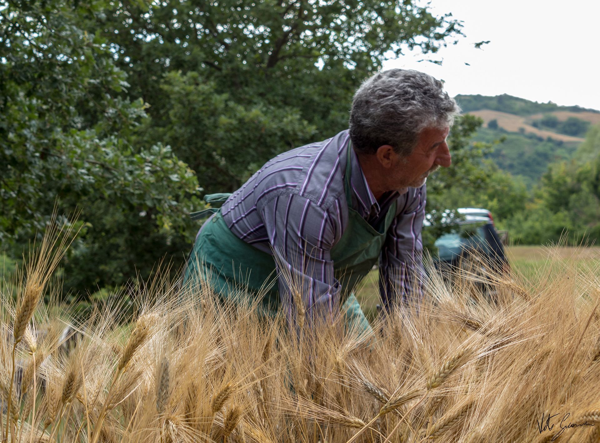 campo di grano