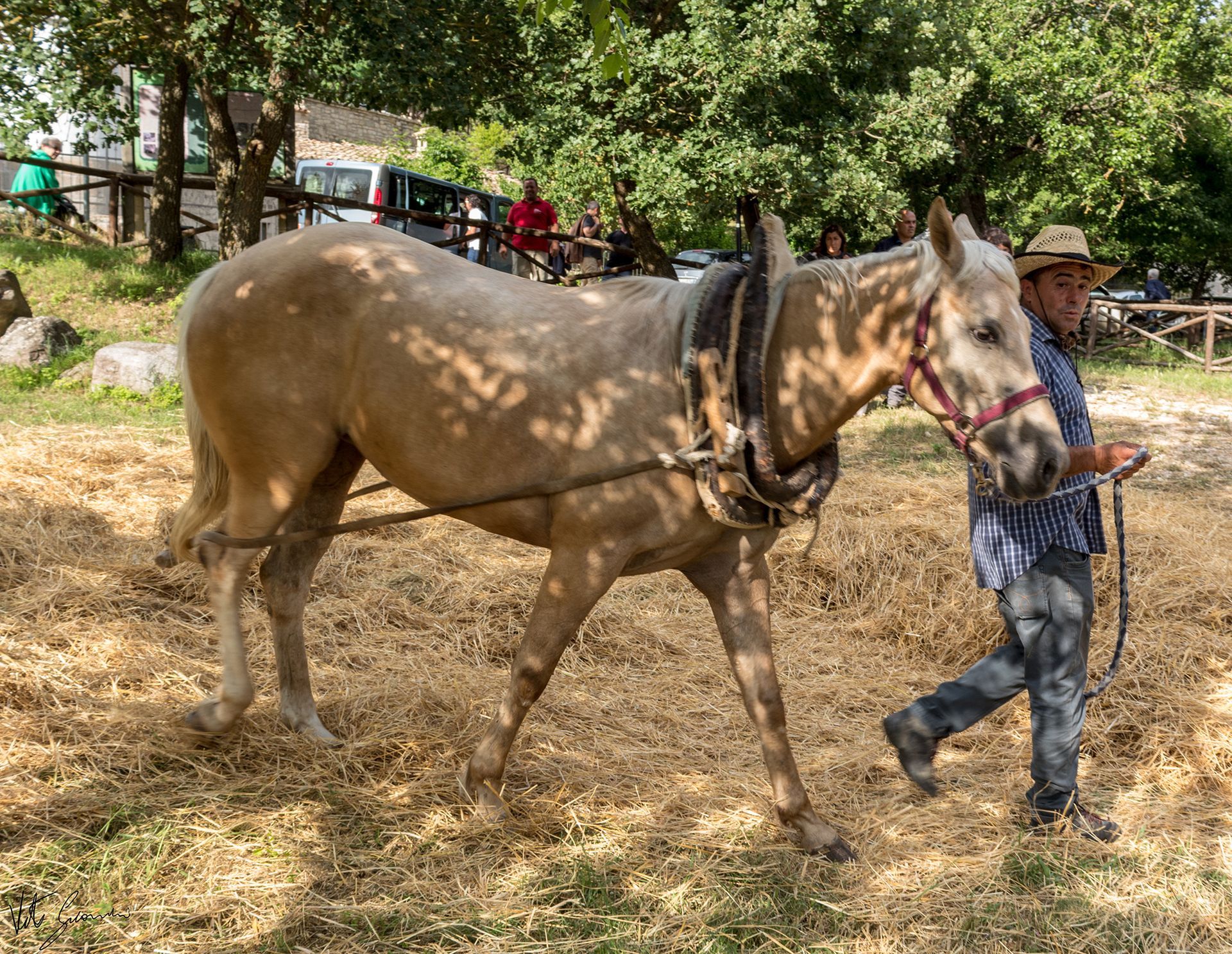 cavallo