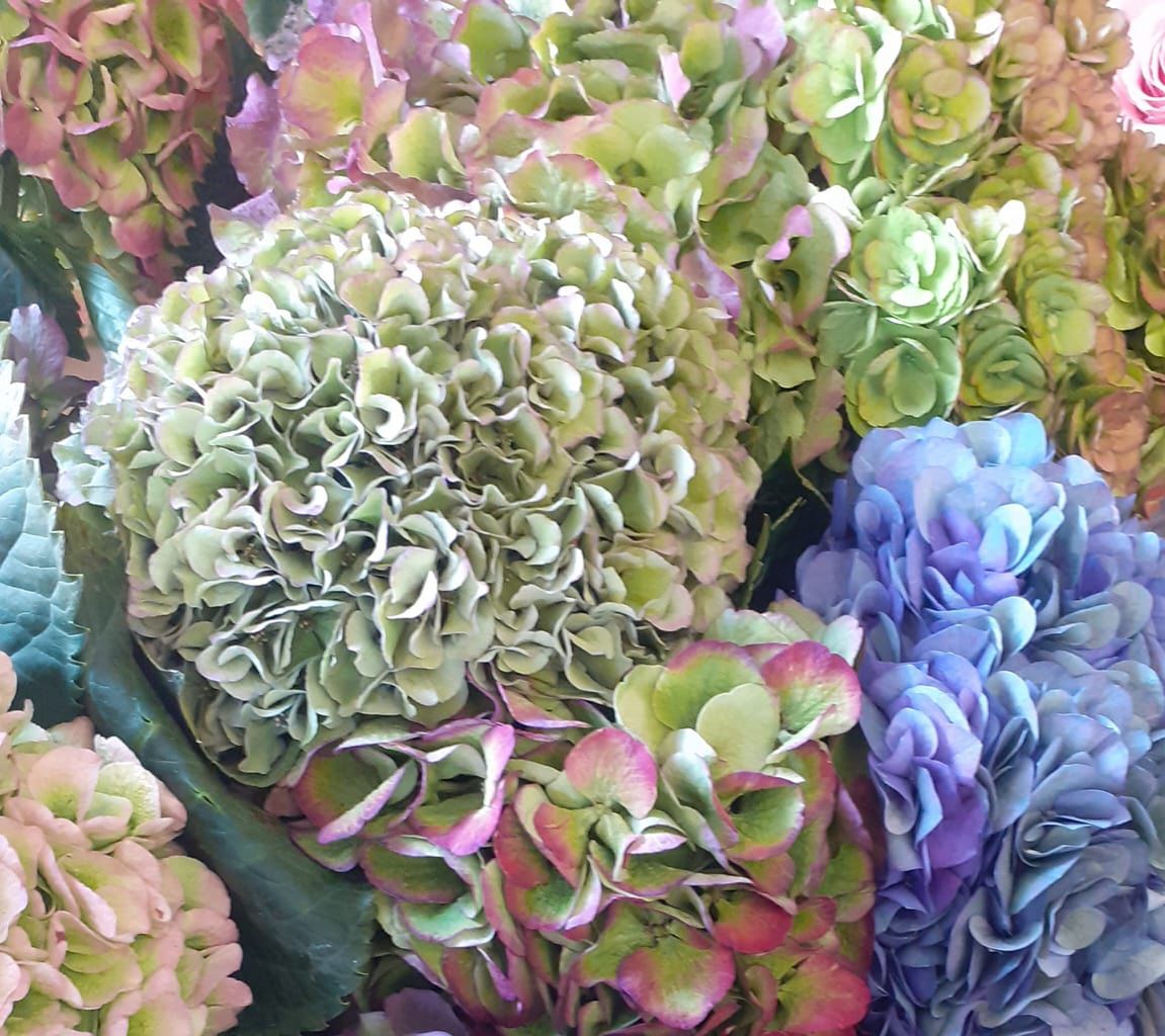 fiori e piante