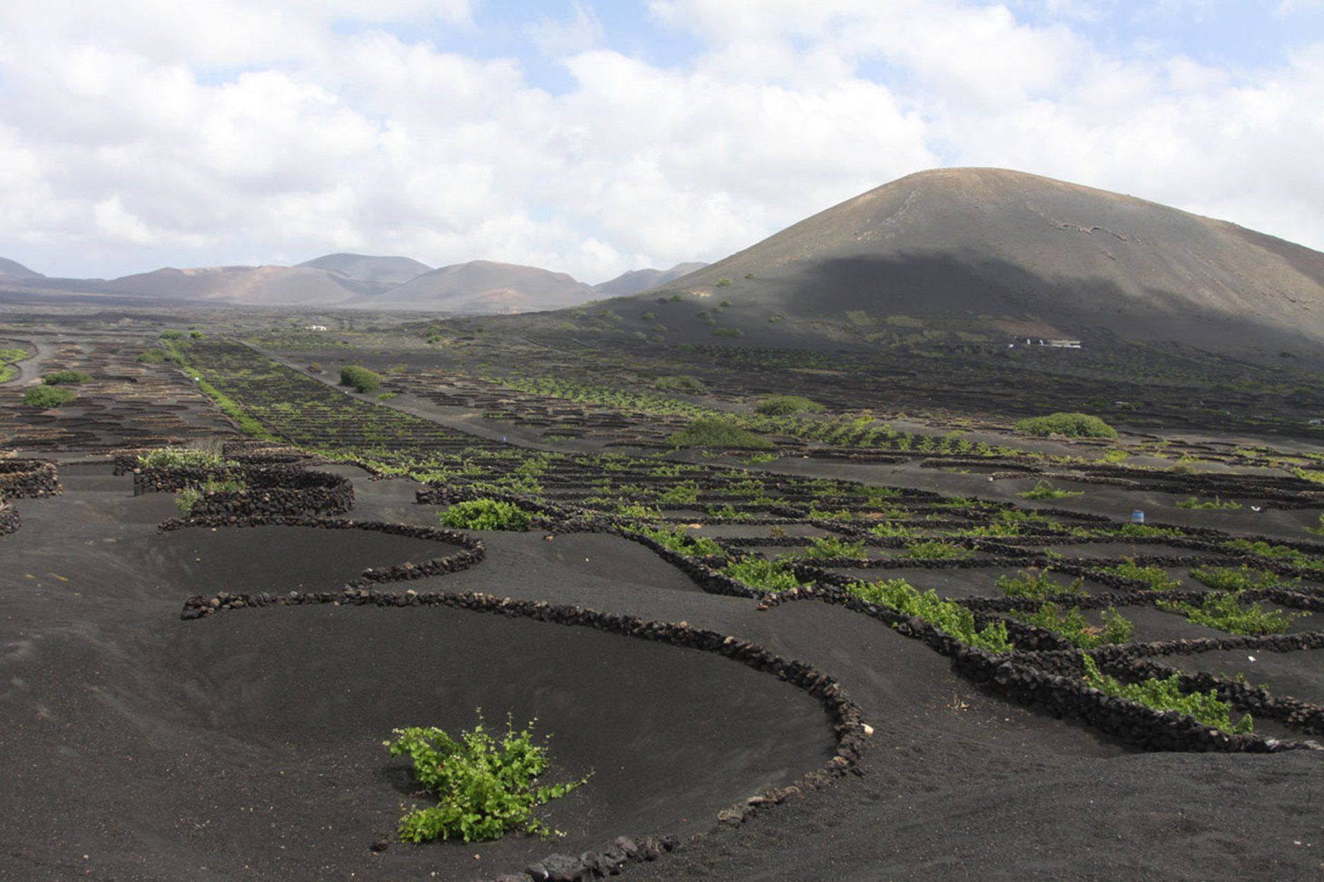 Lanzarote-unique-vineyards
