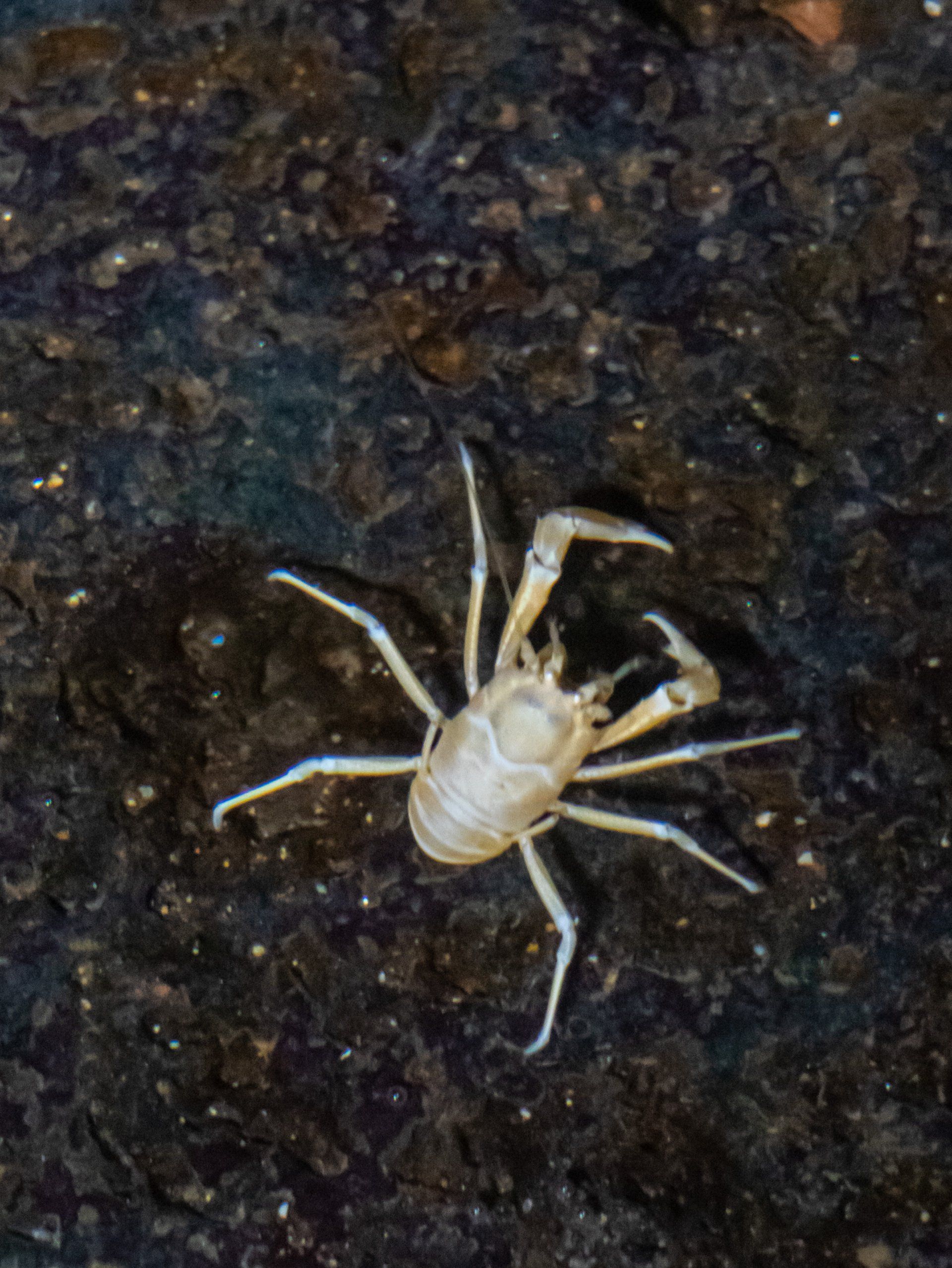 Lanzarote-Unique-blind-crab-world
