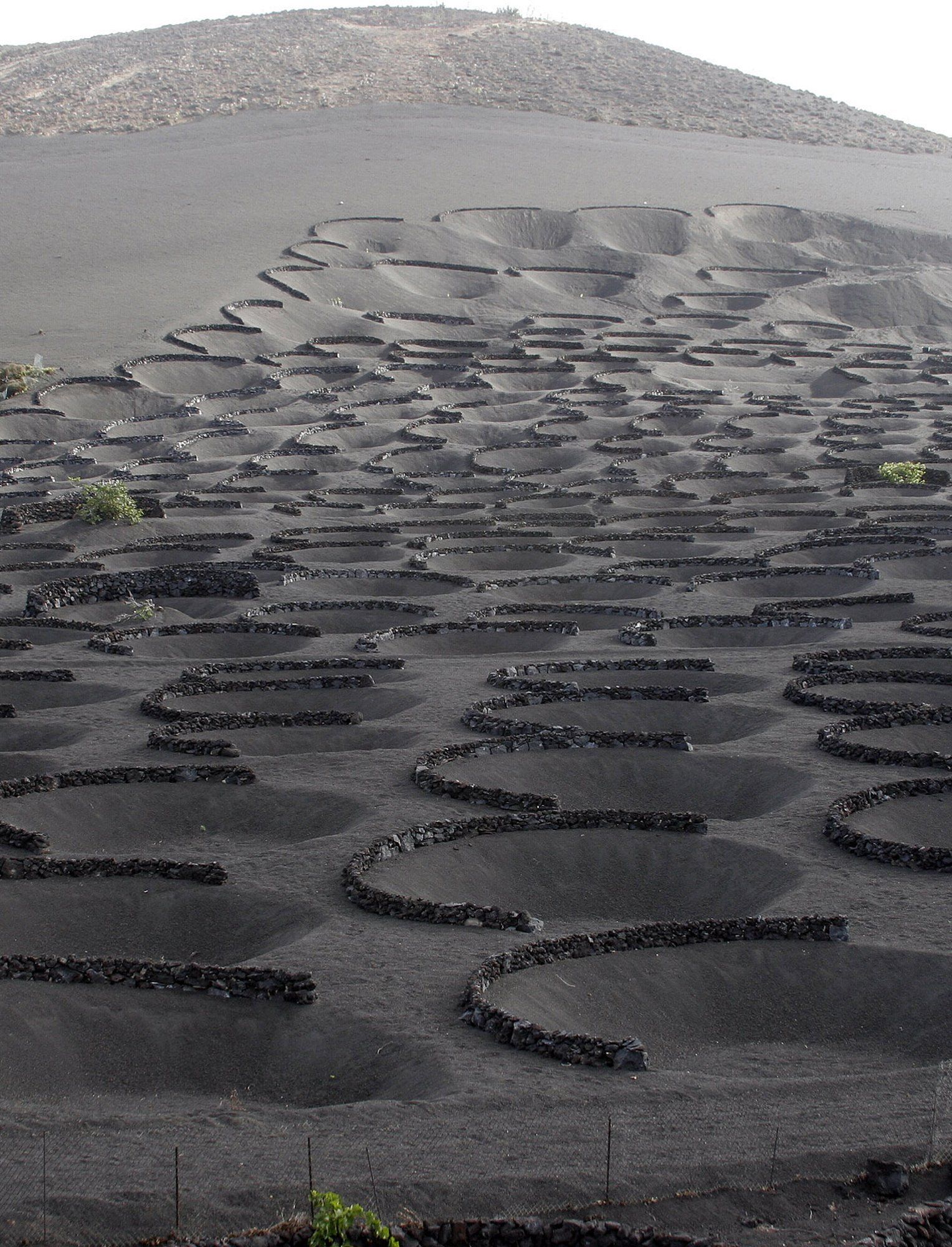Vineyard on Lanzarote, Canary Islands. Black volcanic soil, crescent-shaped stone walls, dark landscape.